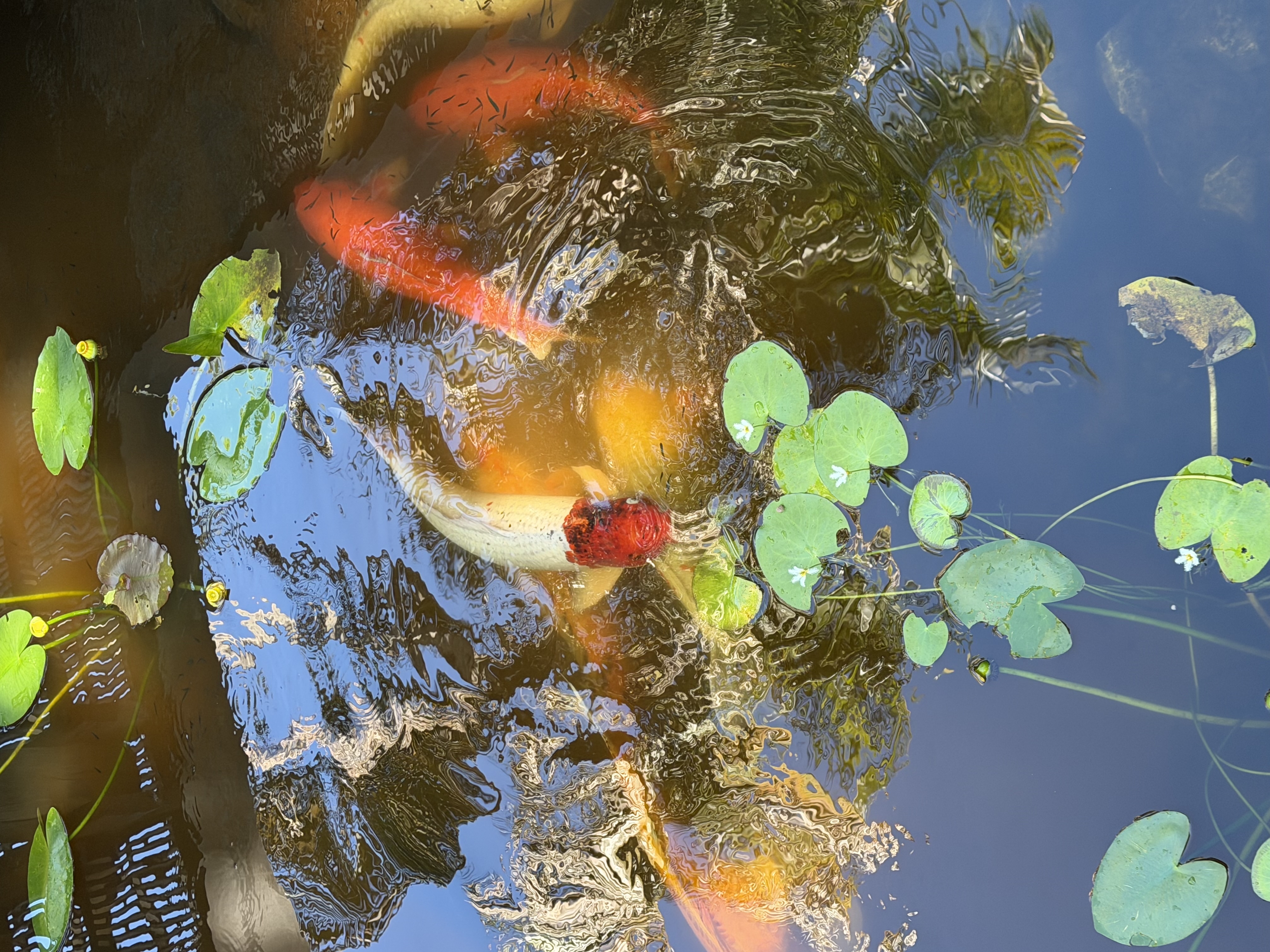 Mounts Botanical Garden — photo 2